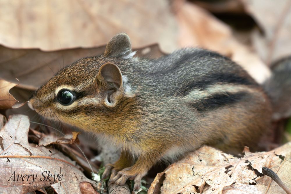 Photo of a wide eyed eastern chipmunk, standing atop some sticks and fall leaves.