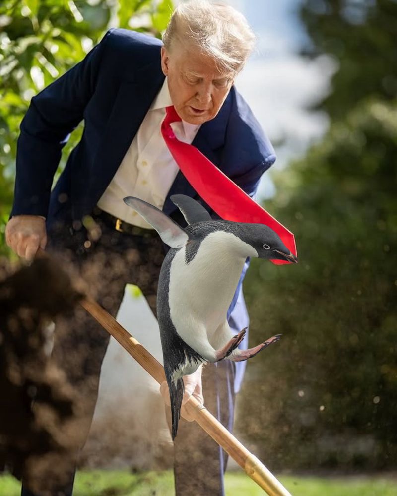 A photo of Trump digging in a garden with a red tie that is being grabbed by a poorly-Photoshopped in Adélie penguin while the penguin is mid-air.

The penguin appears to be dragging him down into the hole he is digging.