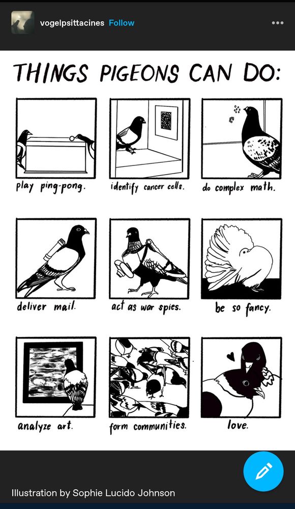 A post by vogelpsittacines on Tumblr showing a black and white illustration of 9 frames titled "Things Pigeons Can Do." The 9 illustrations show sketches of pigeons doing each activity and are captioned as follows: play ping pong, identify cancer cells, do complex math, deliver mail, act as war spies, be so fancy, analyze art, form communities, love. The illustration is credited to Sophie Lucido Johnson.