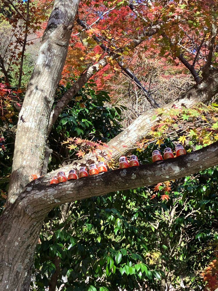 勝尾寺にて 木の上に置かれた小さなだるまたち