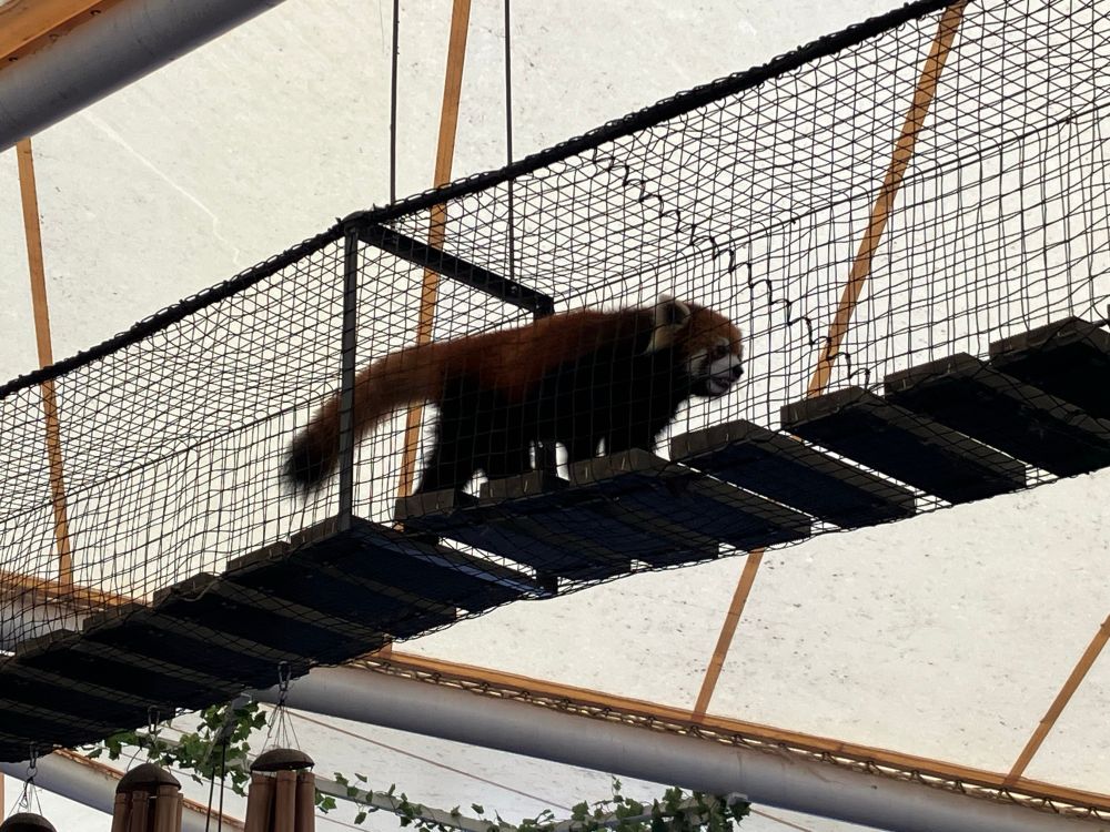 姫路セントラルパークにて 空中の通路を歩くレッサーパンダ