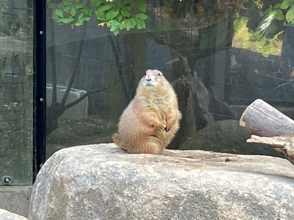 姫路セントラルパークにて こちらを見てポーズをとるかのようなプレーリードック