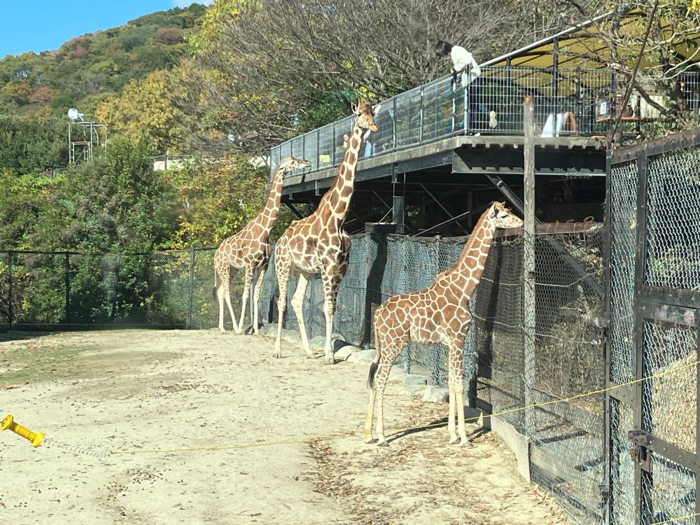 姫路セントラルパークにて 3頭のキリン