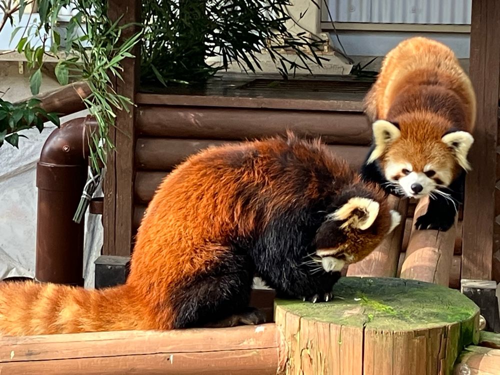 姫路セントラルパークにて リンゴを手に持って食べるレッサーパンダとそれを見つめるもう一頭のレッサーパンダ