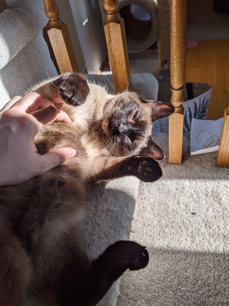 Chibi letting me pet his belly while on the stairs