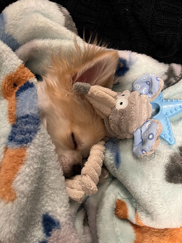 A tiny, sweet white and fawn long-haired chihuahua snuggled under a fuzzy blanket with his toys around his head, sound asleep and looking adorable.