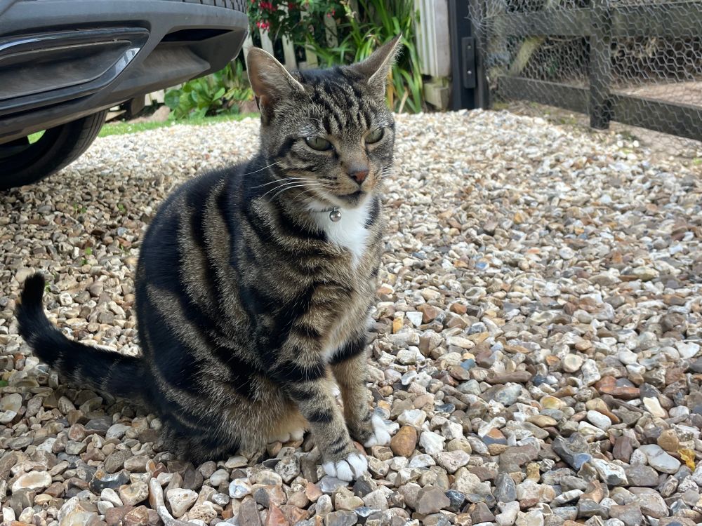 Small tabby cat sitting on a gravel drive, wondering what her humans and dogs are up to whilst on holiday 