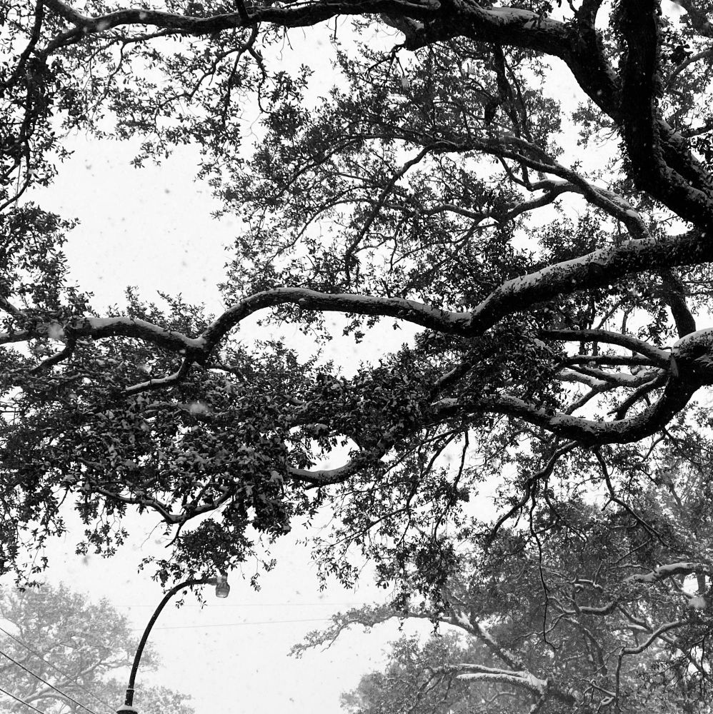 An oak tree’s branches, covered in snow