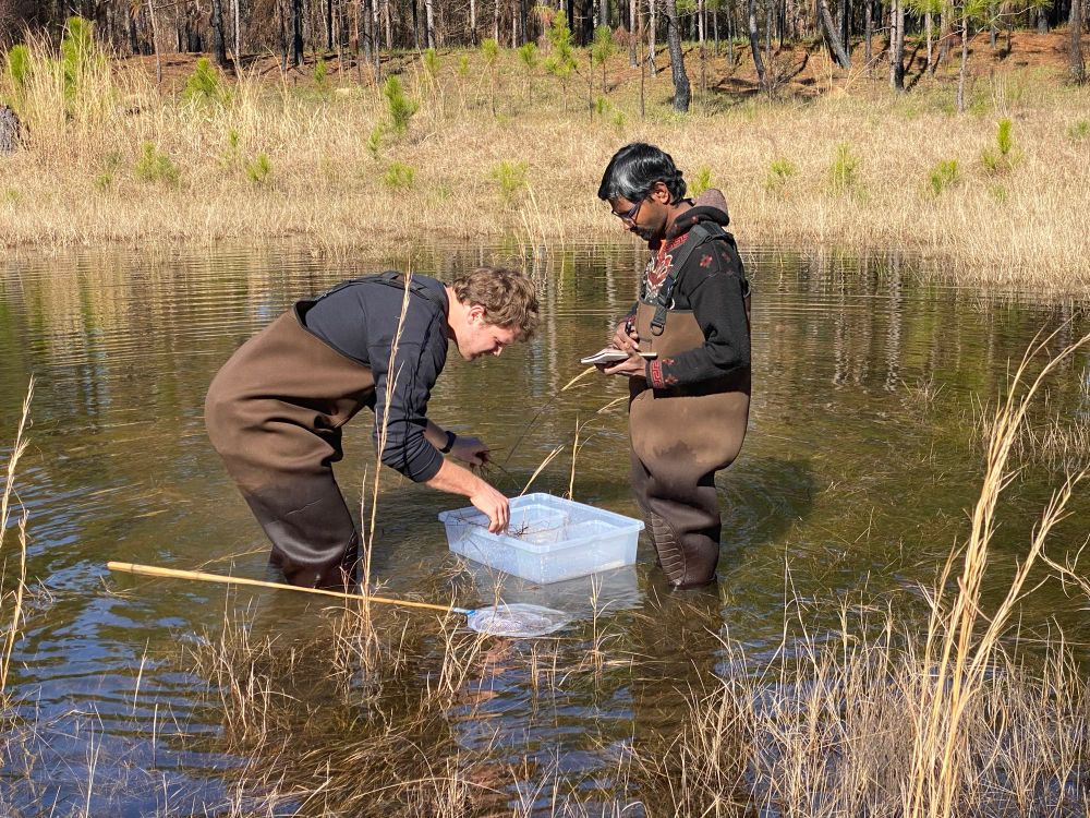Two biologists conducting fieldwork in a wetland