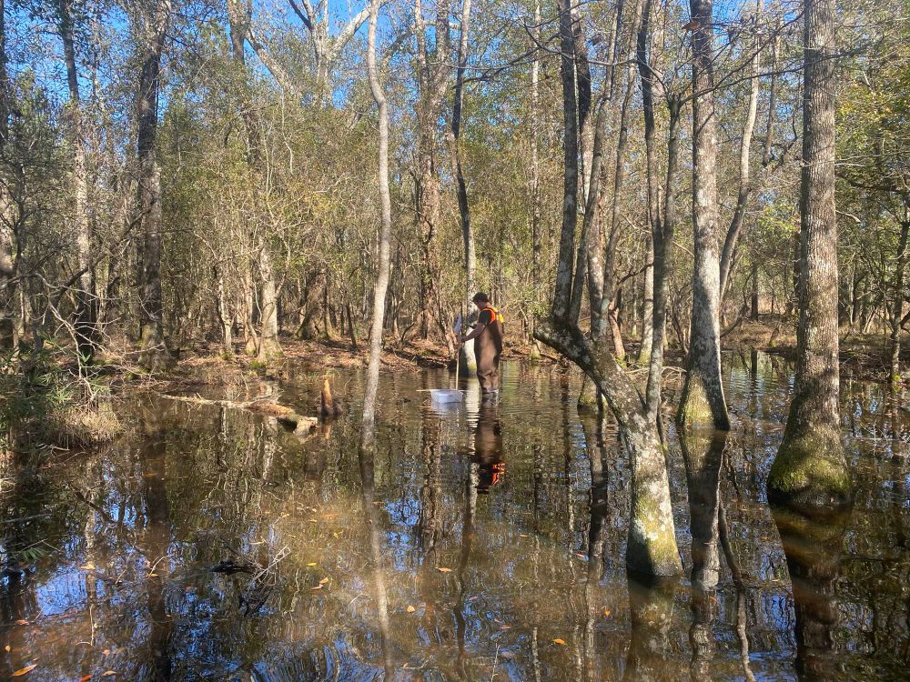 A biologist stands in a wetland 