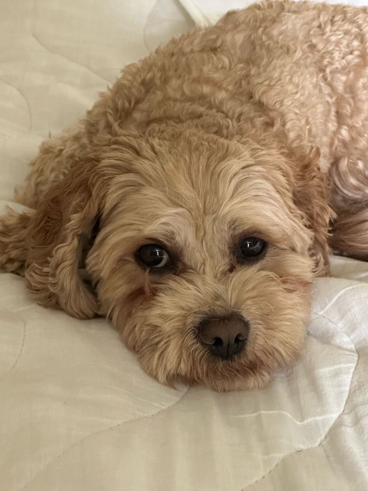 Face of a cavoodle looking right at you 