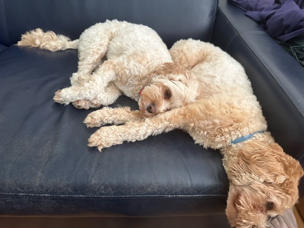 Two cavoodles cuddled up together on a lounge. One dog is resting her head on the other.