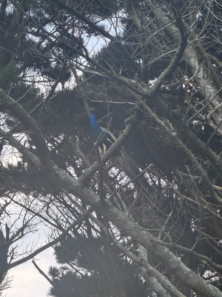 A picture of a peacock standing in a tree 