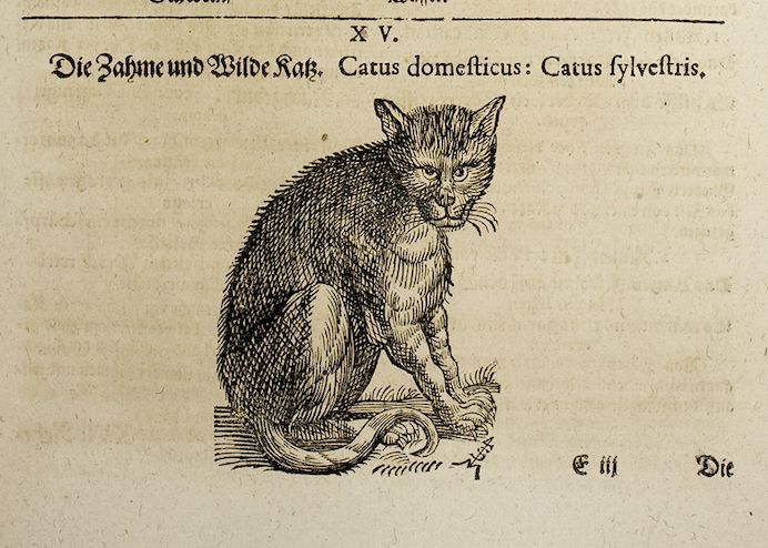 A cat in a book from 1663. The title of the book: "Parnassus Medicinalis Illustratus. Oder: Ein neues/ und dergestalt/ vormahln noch nie gesehenes Thier- Kräuter- Und Berg-Buch" (SUB Göttingen. Exemplar mit der Signatur: 4 MAT MED 42/3]).