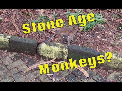 Amazing moment watching tool use among the macaques