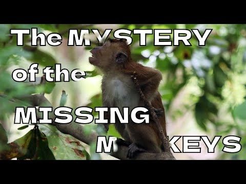 The Mysterious Case of the Missing Monkey Troop