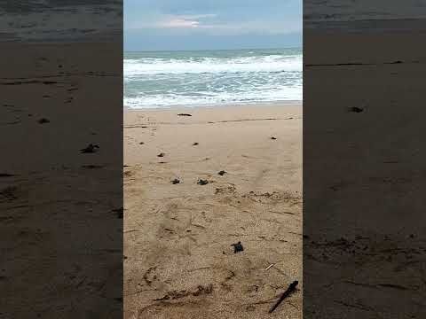Sea Turtle Babies Going Home #wildlifeconservation  #seaturtles