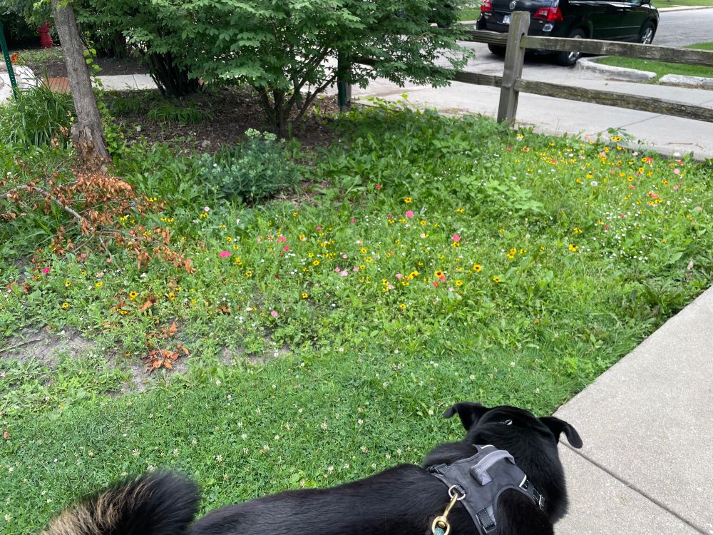 Photo of a patch of wildflowers starting to grow and flower. Big dumb dog on leash in foreground cut off on bottom of frame.