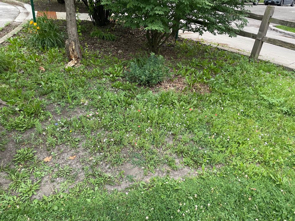 Patch of dirt with some wildflowers starting to sprout 