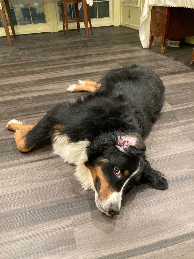 BMD lying his side on floor, ear back.
