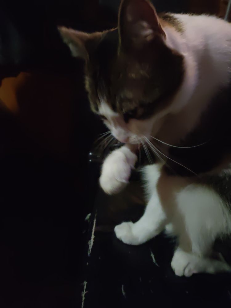 A black, white, grey, and brown striped tabby cat in the process of having a cat bath. He has his right paw up to his mouth, his tongue is sticking out, and he is mid paw lick. 