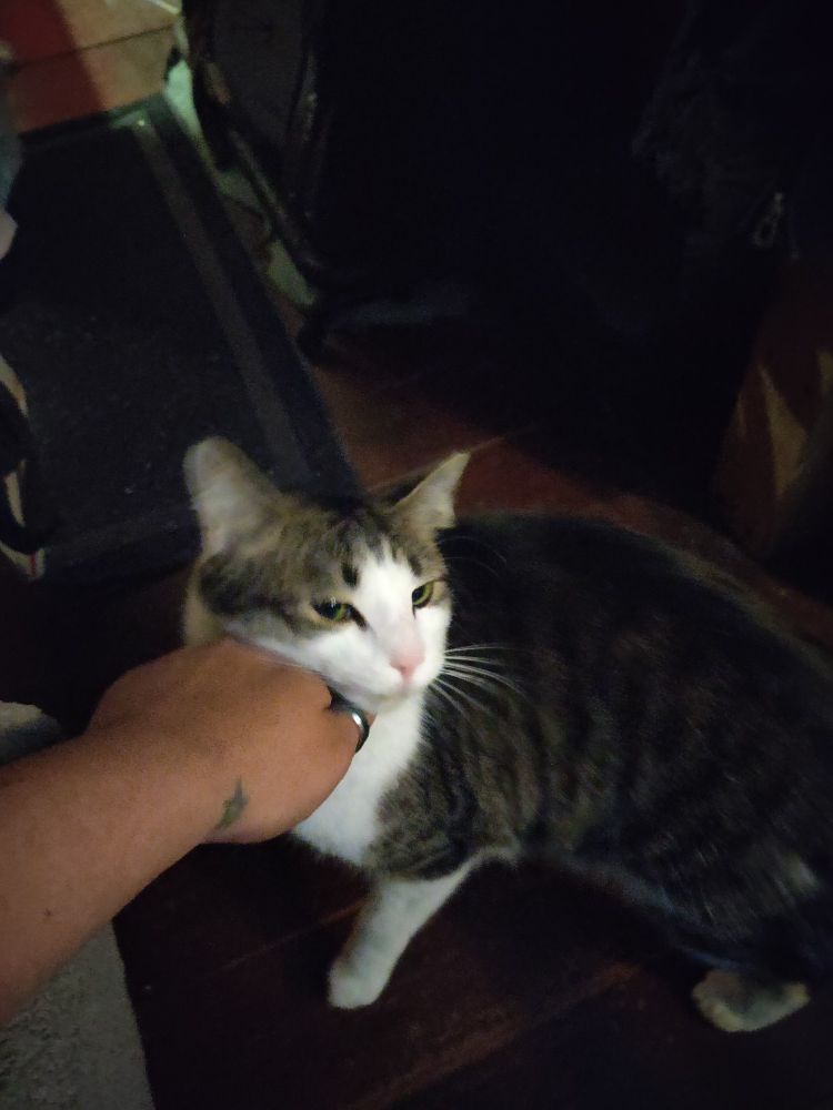 A black grey and white striped tabby cat rubbing his right cheek against his a person's hand. The photo is slightly blurry having been taken mid nuzzle. 