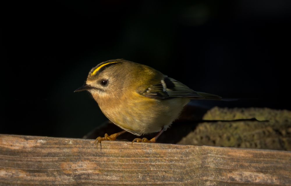 A goldcrest is a tiny, energetic bird, roughly the size of a thumb, with a plump shape and olive-green and grey plumage that feels soft to the touch. Its most distinctive feature is a bright crest on its head: a male has a stripe with a bright orange centre, while a female has a yellow centre, both edged in black. These birds move quickly and make a high-pitched "zi-zi-zi" call that is almost inaudible to some people.

Size: It is Europe's smallest bird, about 9 cm long, and feels light, weighing around 6 grams.

Colour: It has a dull greyish green back and a buffy-white belly, giving it a blend of soft, earthy tones.

Head: The crest is its most recognizable feature, a stripe on top of its head.
Male: Has a bright orange centre to the crest.

Female: Has a yellow centre to the crest.

Wings: Has two pale wing bars that can be felt as subtle ridges on the wings. 