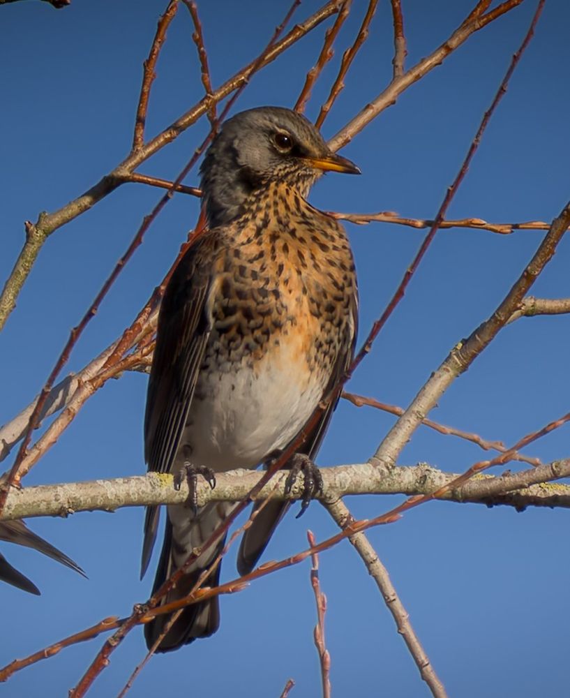 The fieldfare is a large, colourful member of the thrush family, a little bigger than a blackbird, known for its upright stance and social nature in winter. 

Size and Shape: It is a large, robust bird. It has a distinctive posture, standing very upright when on the ground or a perch, and moving with purposeful hops.

Colouration: Head and Rump: The head and the rump (lower back, just above the tail) are a pale, blue-grey colour.

Back and Wings: The back is a contrasting rich chestnut or brown colour.

Tail: It has a black, relatively long tail.

Underparts: The breast and throat are yellowish or buff-coloured and heavily streaked with bold, dark brown or black markings. The belly is mostly white.

Beak: The beak is yellow, often with a dark tip.

Behaviour: Fieldfares are highly social, typically seen in flocks, sometimes of hundreds of birds, in open fields, hedgerows, and woodlands during the winter. They often flock with redwings.

Sound: A key identifying feature is their distinctive, rattling "chack-chack" flight call, which is quite noisy and can often be heard before the birds are seen. 