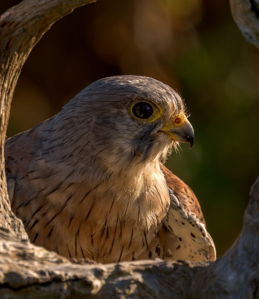 A male kestrel is a small bird of prey with a distinctive appearance, especially for someone who is partially sighted, focusing on its sounds and how it moves and where it lives. The male has a slate-grey head and tail, a brick-red back with black spots, and a creamy underside with black speckles. Its most notable behaviour is its "hovering" or "wind hovering," where it hangs still in the air by flapping its wings, often by the roadside. You can also hear the sharp, kiting, and high-pitched calls it makes. 