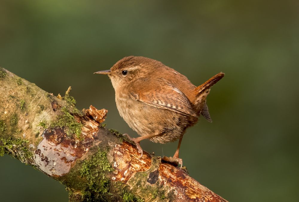 A wren is a tiny, plump brown bird, like a little round ball of feathers with a fine beak, short wings, long legs, and a tail often held straight up; it's known for its surprisingly loud, cheerful, and complex song that sounds bigger than the bird itself, often heard before you see it, like a fast, bubbly trickle or high-pitched chatter.