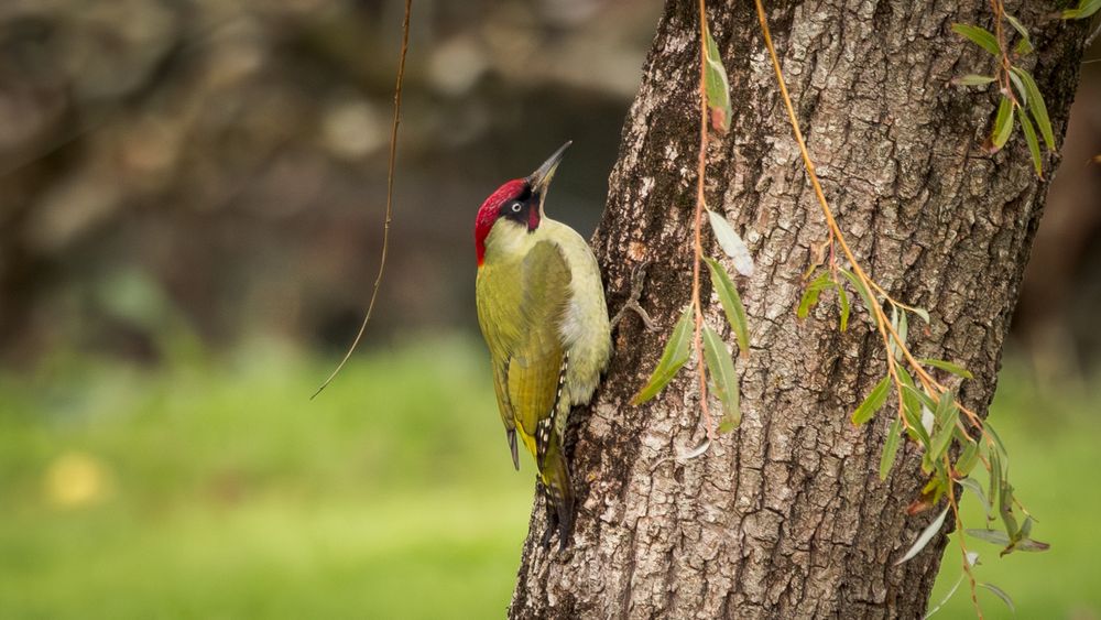 A green woodpecker is a large, olive-green bird with a bright yellow rump that shows up when it flies. It has a red cap and a black mask, and males also have a red "moustache" stripe. They are easier to hear than see, as they have a loud, "laughing" call known as a "yaffle". 

 It is the largest woodpecker in Britain.

 
