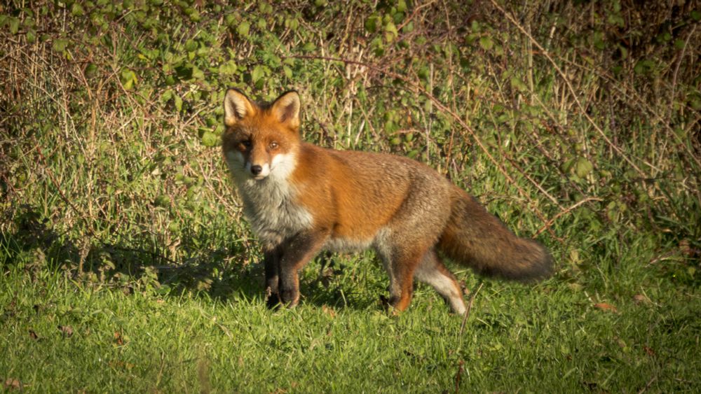 A fox is a small, dog-like animal with a bushy tail, pointed ears, and a slender snout. Its fur is typically reddish-brown, though it can be other colours, and has dark markings on its front legs that resemble socks.

To a partially sighted person, focus on the tactile and auditory details: a fox's movement is quick and silent, like a cat, and it makes a variety of sounds from sharp barks to soft yips. Its sense of smell is also highly developed, which it uses to find food. 