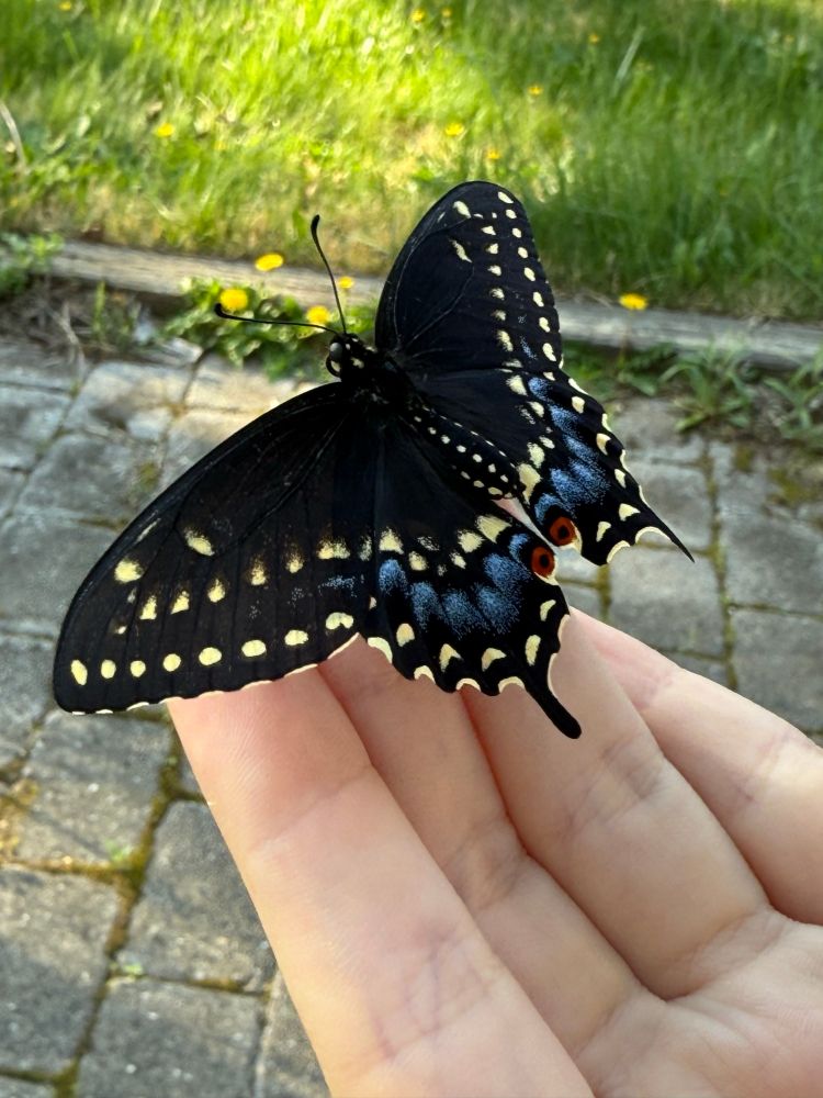 Black swallowtail butterfly on part of a hand, all ready for takeoff.