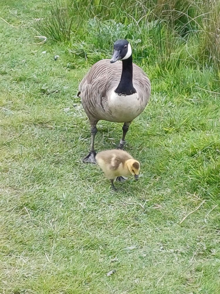 Zwei Kanadagänse auf einer grünen Wiese. Vorne ein ein Junges, dahinter ein ausgewachsenes Elternteil.