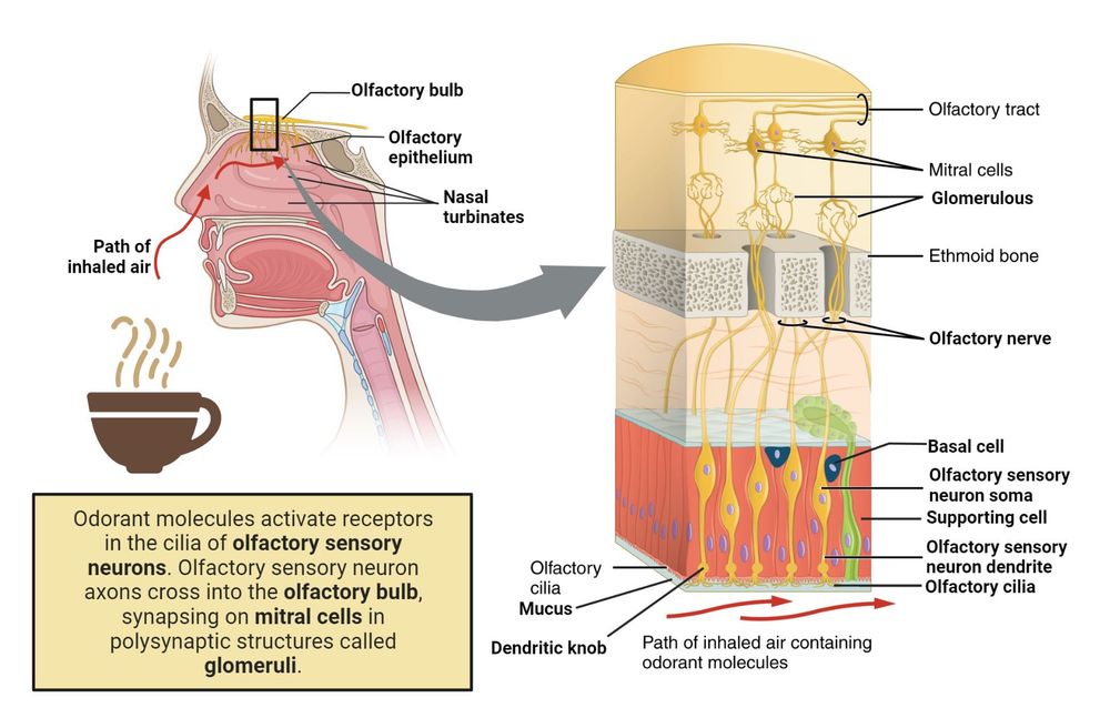 The left panel of this image shows the side view of a person’s face with a cup containing a beverage underneath the nose. The image shows how the aroma of the beverage passes through the nasal cavity. The right panel shows a detailed ultrastructure of the olfactory bulb. A textbox reads: Odorant molecules activate receptors in the cilia of olfactory sensory neurons. Olfactory sensory neuron axons cross into the olfactory bulb, synapsing on mitral cells in polysynaptic structures called glomeruli.