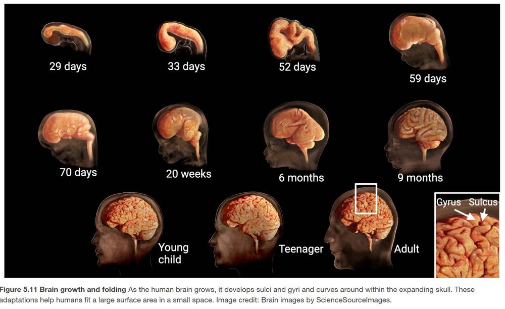 Illustration of human brain viewed laterally from 29 days of embryonic development to birth and then from young child to adult. The brain is seen growing from a single, smooth neural tube to the complex adult brain with sulci and gyri. The main text explains relevant major changes. The cephalic flexure first arises at 33 days embryonic and more thorough curling over of the telencephalon is seen around 52 days. Sulci and gryi gradually emerge day 70-6mo embryonic, but more adult patterns of sulci and gyri are not evident until 9months/birth.