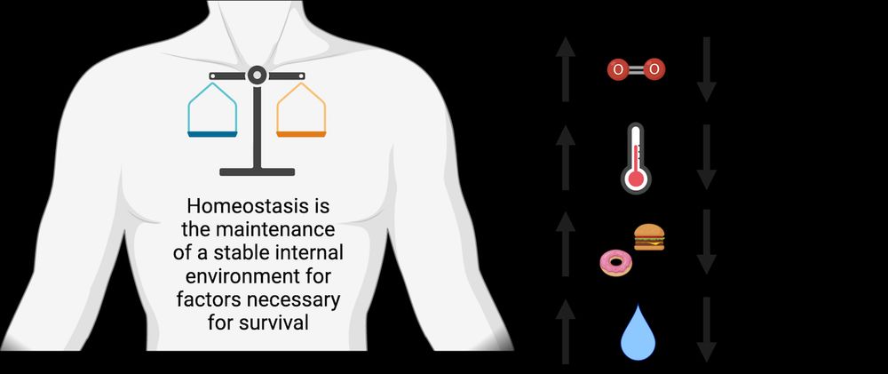Image of human torso with text “Homeostasis is the maintenance of a stable environment for factors necessary for survival” Icons to present balance in blood oxygen levels, body temperature, caloric intake and fluid intake are shown."