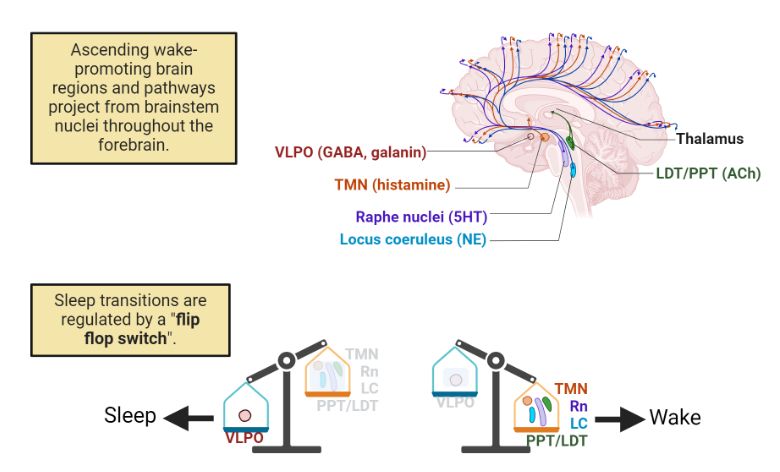 Top is a diagram of a sagittal human brain with projections from the TMN (histamine), raphe nucleus (5HT), locus coeruleus (NE) in brainstem. Projections extend widely throughout the cortex. LDT/PPT (ACh) sends projections to the thalamus. Bottom shows a cartoon of a balance with VLPO/sleep on one side and TMN, Rn, LC and PPT/LDT with Wake on the other side. Sleep transitions are regulated by this 'flip flop switch'.