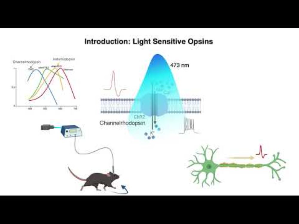 Explaining optogenetics (An OpenStax resource)