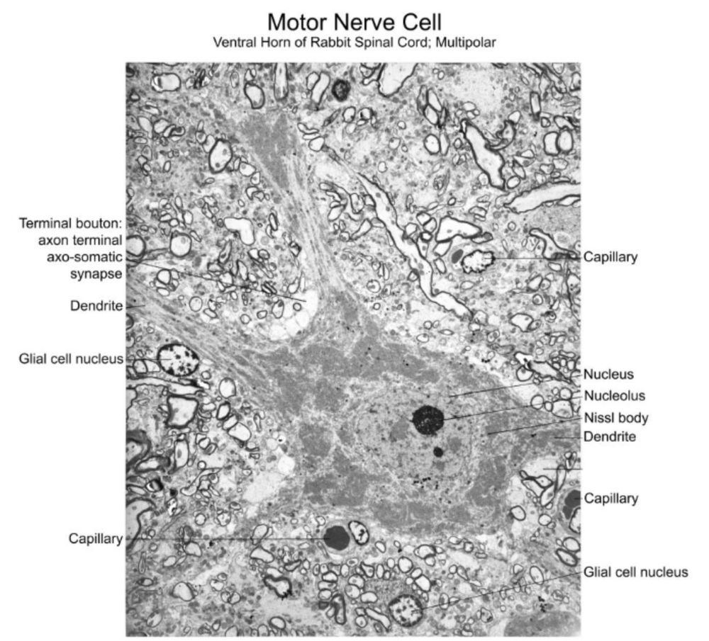 An electron microscopy image of a motor nerve cell (ventral horn of rabbit spinal cord; multipolar). It shows a cell body with a large nucleus. An axo-somatic synapse on that cell body is labeled, as are 2 dendrites. Surrounding the nerve cell are other, labeled features: glial cell nuclei, capillaries.