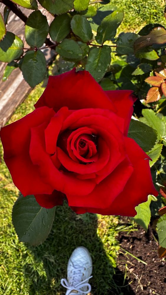 Deep red rose