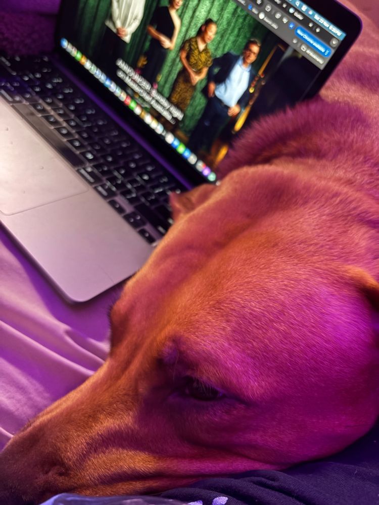 Picture of a brown pit bulls head with half of a mac laptop playing Masterchef Australia. 
