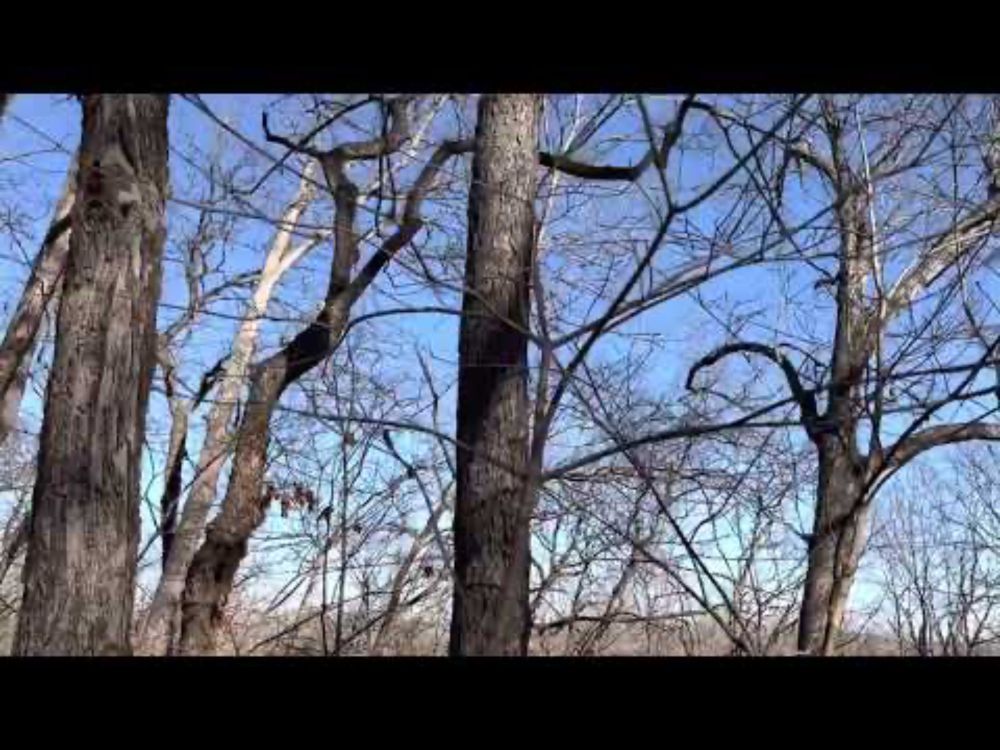 Found this in the woods