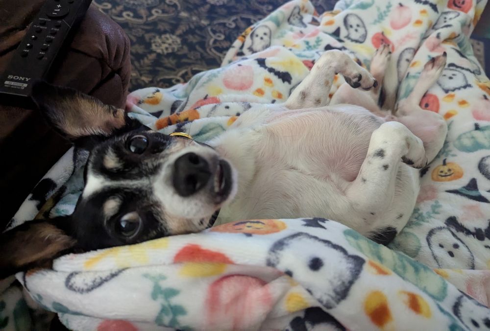 Leeroy, a black, white and tan terrier mix, laying on a white decorative blanket with his belly in the air looking at the camera.