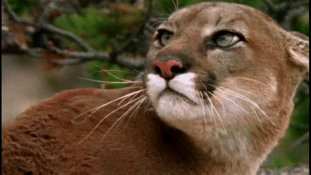 a close up of a mountain lion 's face