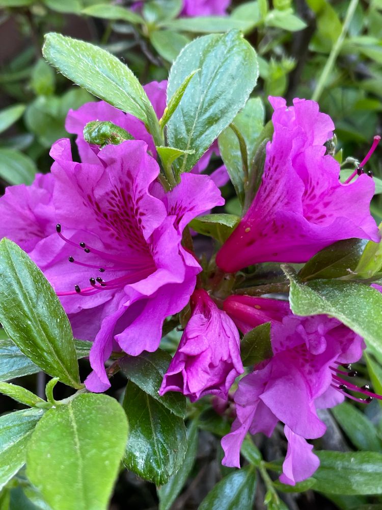 Closeup of azalea blossoms