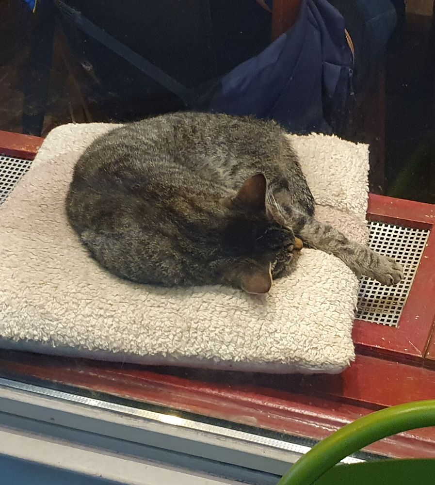 Slapende grijze kat op kussentje in vensterbank van een cafe.