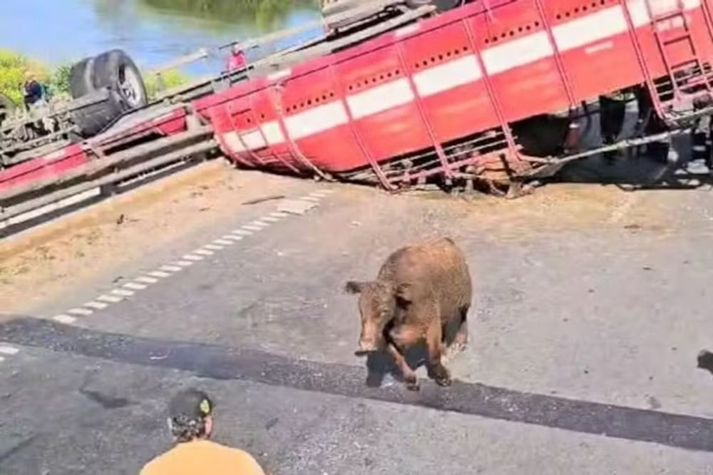 VÍDEO: Caminhão com animais tomba e moradores abatem vacas na Argentina