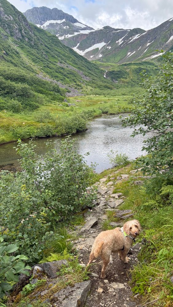A dog walking on a trail leading into a valley with a creek and mountains in the background. 