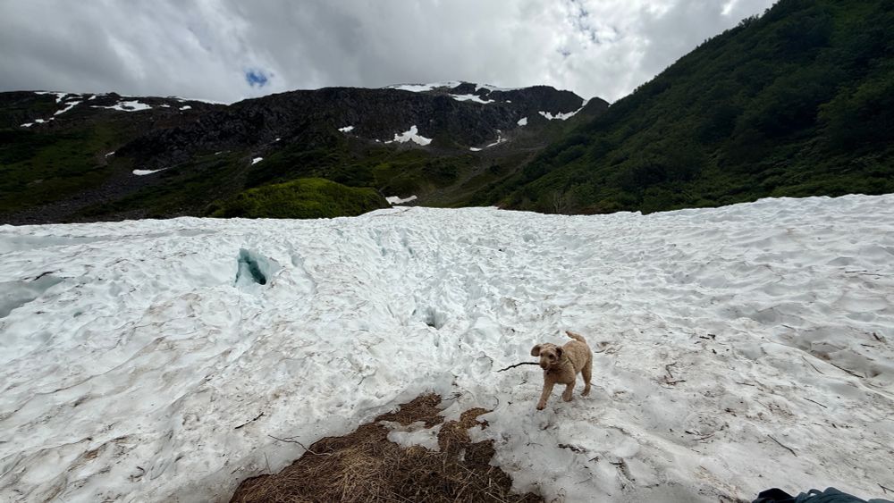 Dog fetching a stick on snowmelt from an avalanche with mountains and clouds. 
